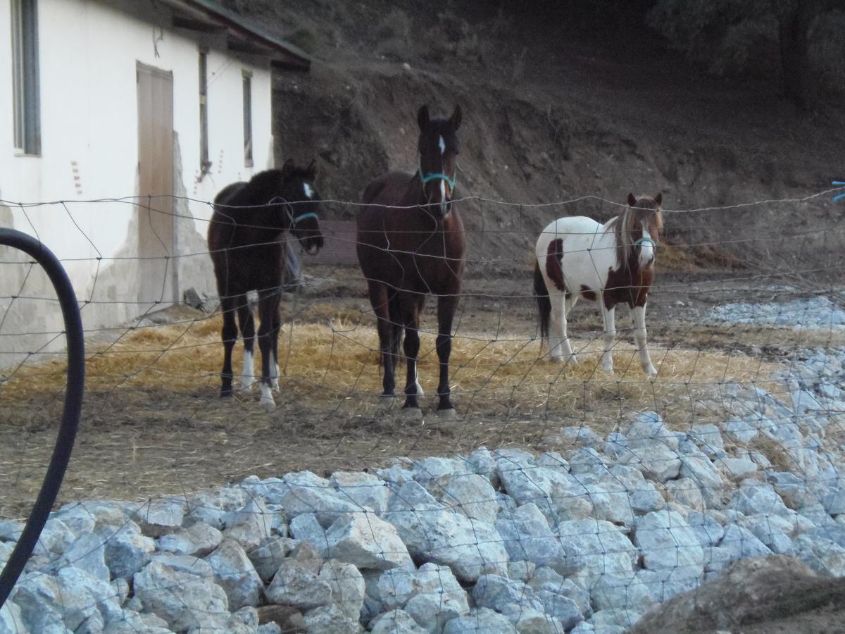 Cortijo Moyano Affittacamere Alhama de Granada Esterno foto